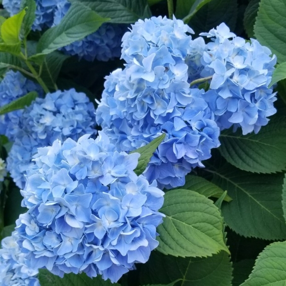 Meet your Posher, O - Picture 4 of 4